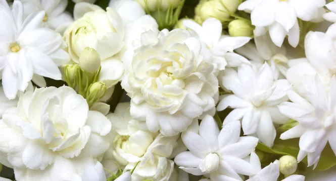 WHITE FLOWERS